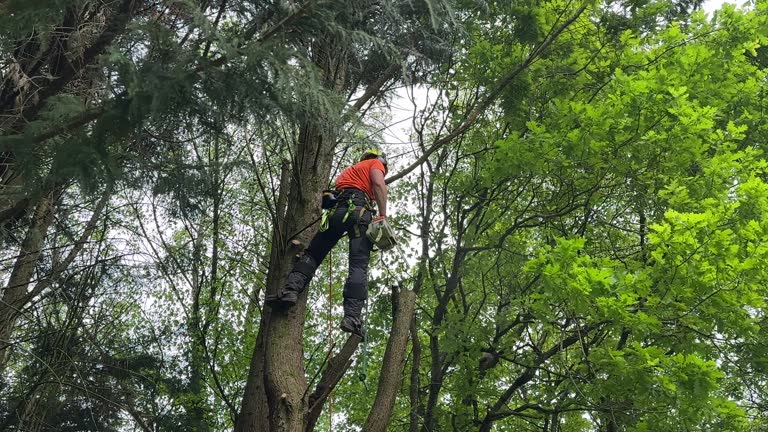 Best Tree Fertilization Services  in USA